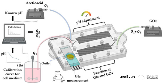 用于液体分析物中葡萄糖浓度实时监测的3D打印微流控芯片