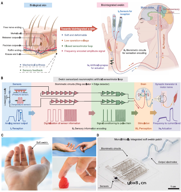 低电压的柔性电子皮肤体现的神经形态感知-运动回路