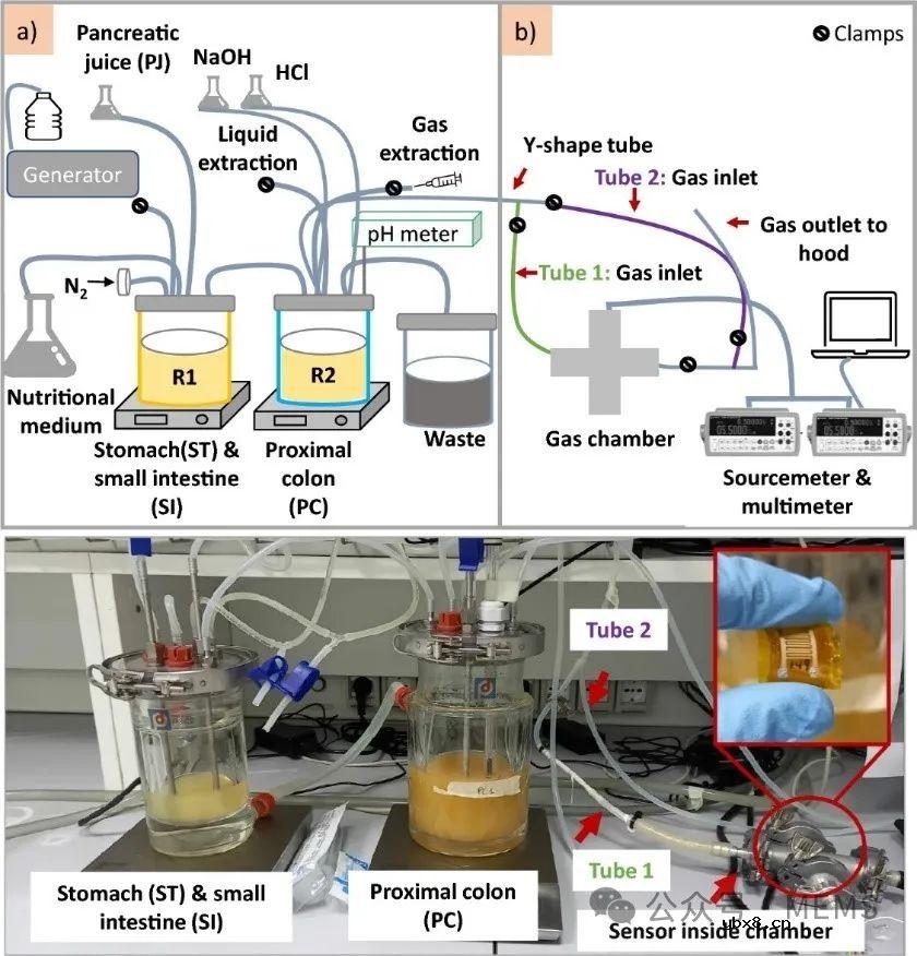 基于碳纳米管的气体传感器用于人体胃肠道体外模拟器中气体监测
