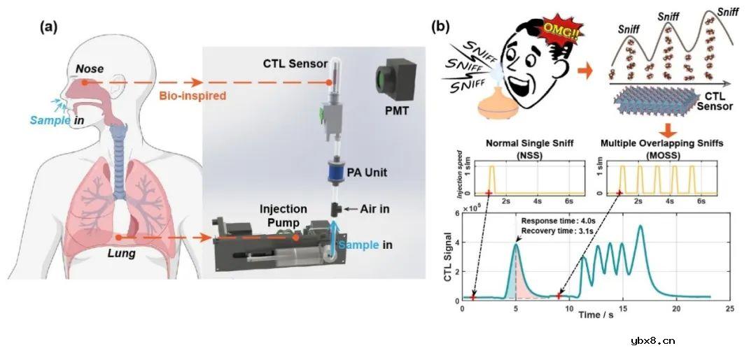 清华大学在电子鼻传感器仿生嗅闻方向取得新进展