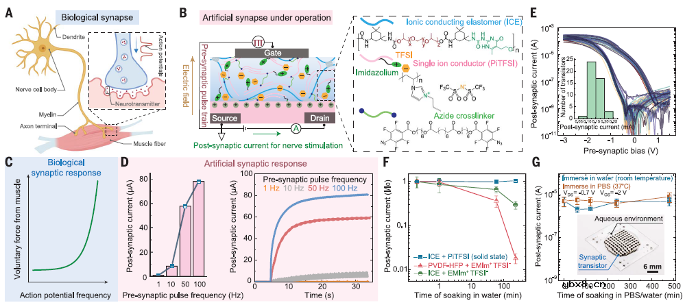 低电压的柔性电子皮肤体现的神经形态感知-运动回路