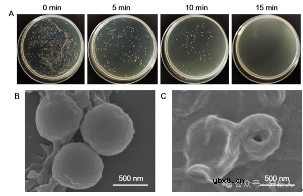 基于荧光和电致化学发光双模式的生物传感器，用于金黄色葡萄球菌的检测与灭活