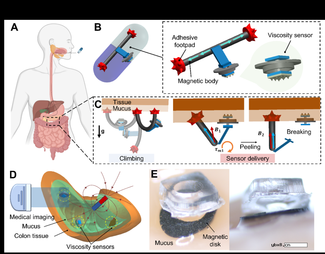 用于粘液生理特性原位传感的无线微型生物传感器设计
