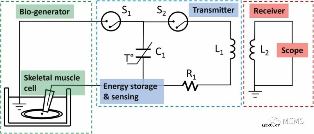 基于活细胞膜电位的自供电温度传感器实现远程温度监测