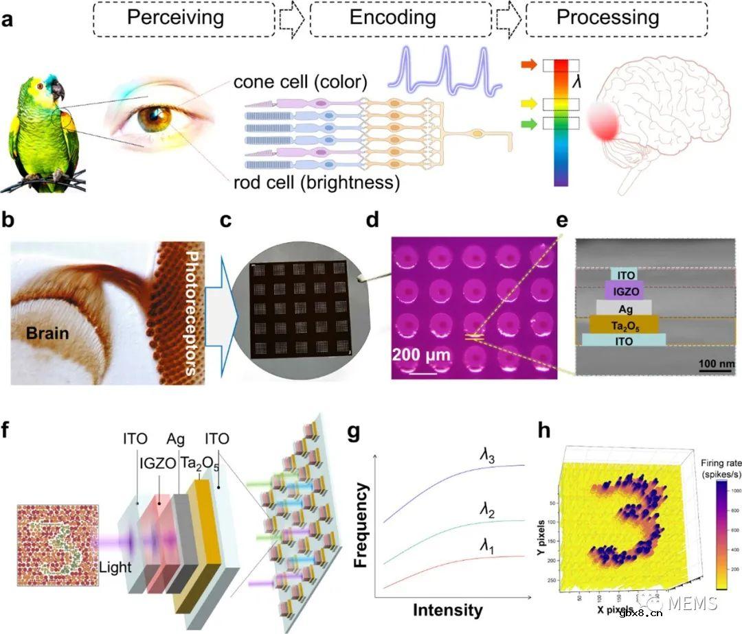 用于颜色感知的超低功耗垂直集成的尖峰视锥感受器阵列