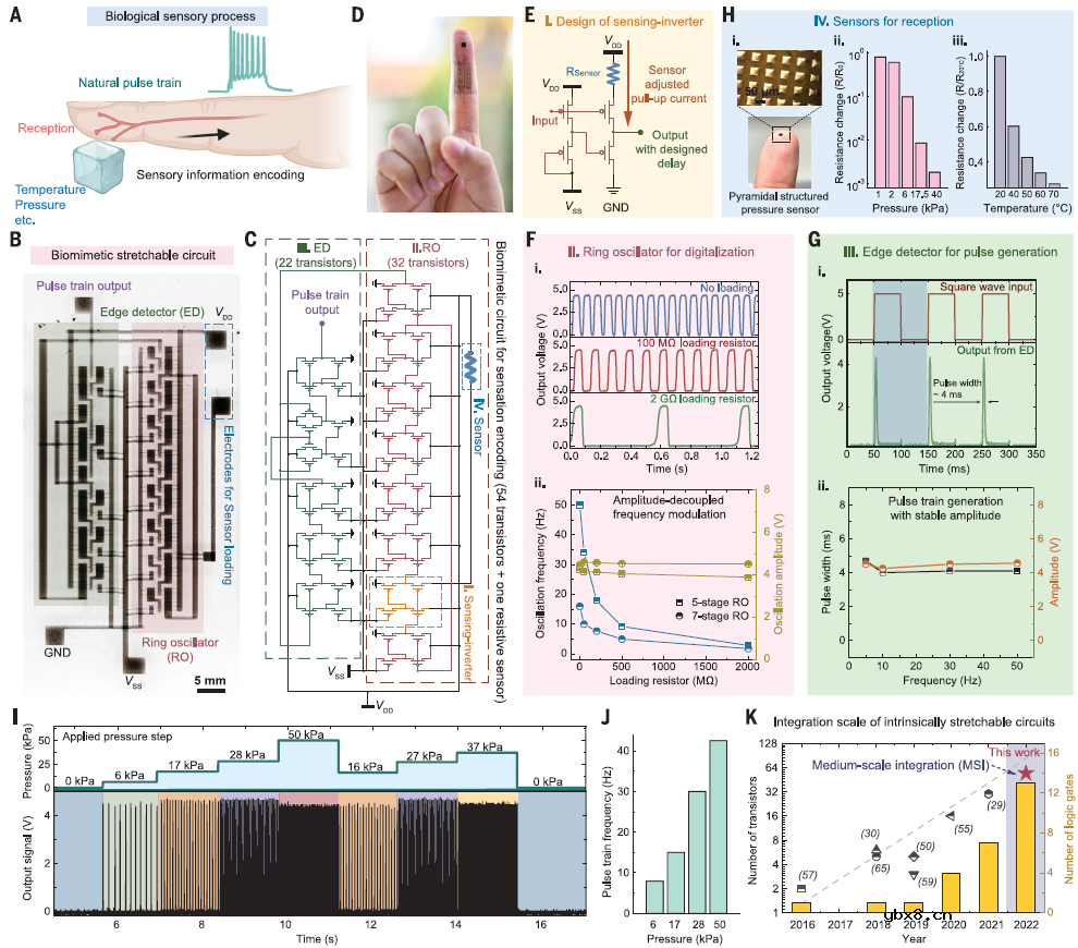低电压的柔性电子皮肤体现的神经形态感知-运动回路