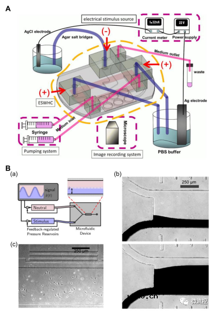 智能器官芯片系统在原位生物分析中的应用综述