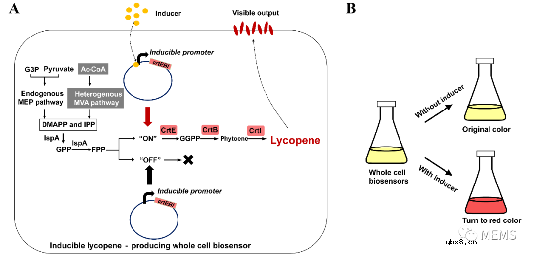 用于芳香族污染物高效检测的生物传感器