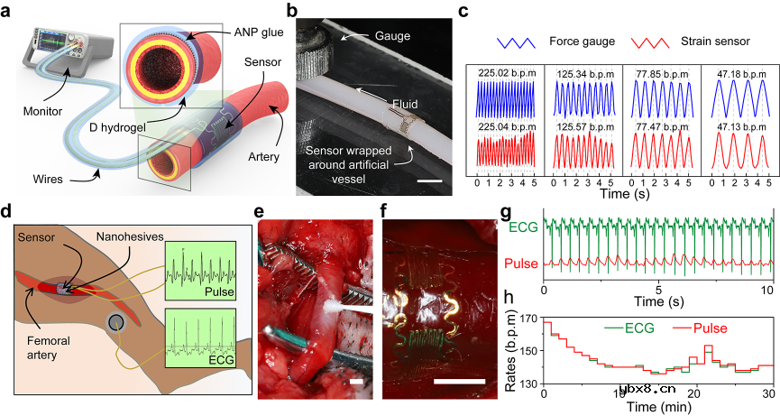 有望应用于人机结合等多个生物医学领域的仿生纳米粘合技术