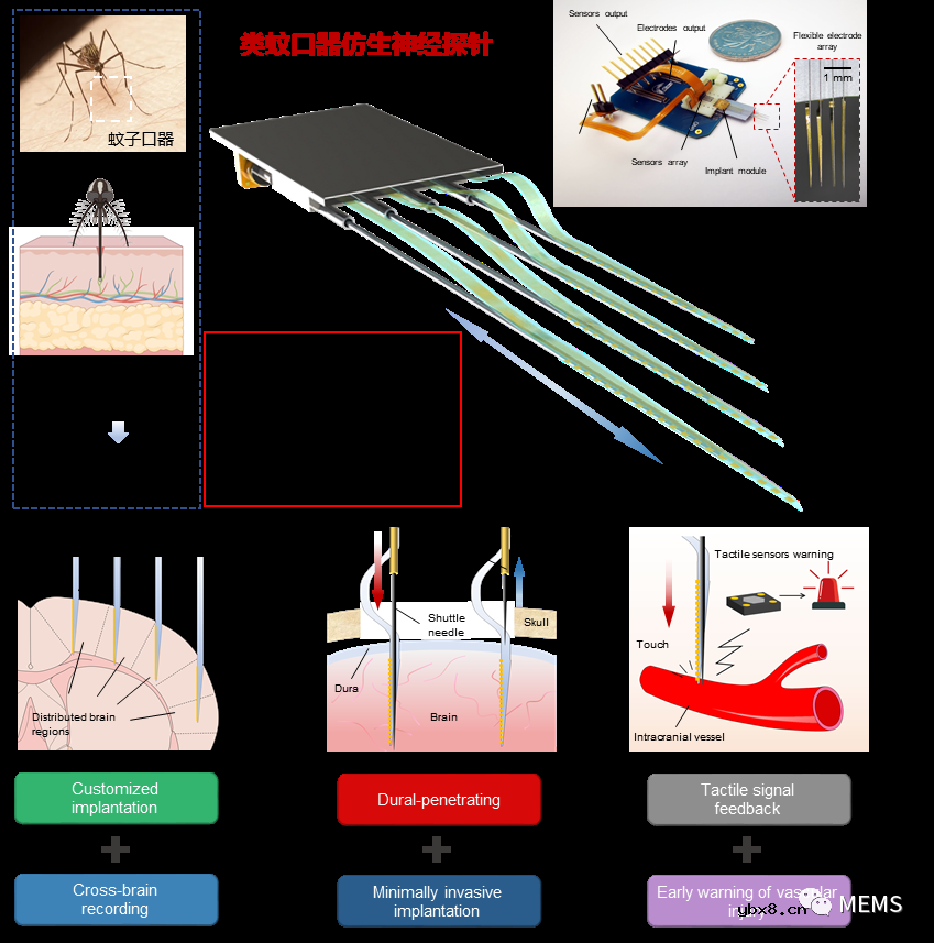 类蚊口器的仿生神经探针实现硬脑膜外微创植入