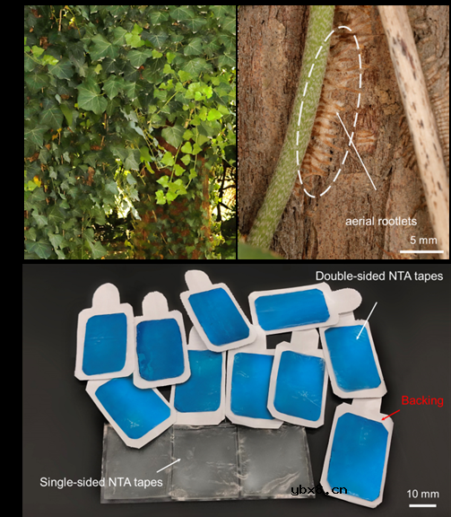 有望应用于人机结合等多个生物医学领域的仿生纳米粘合技术