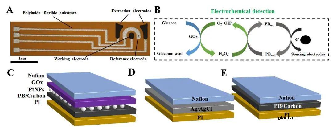 细胞间液pH对于反离子电渗透皮提取葡萄糖通量的影响研究