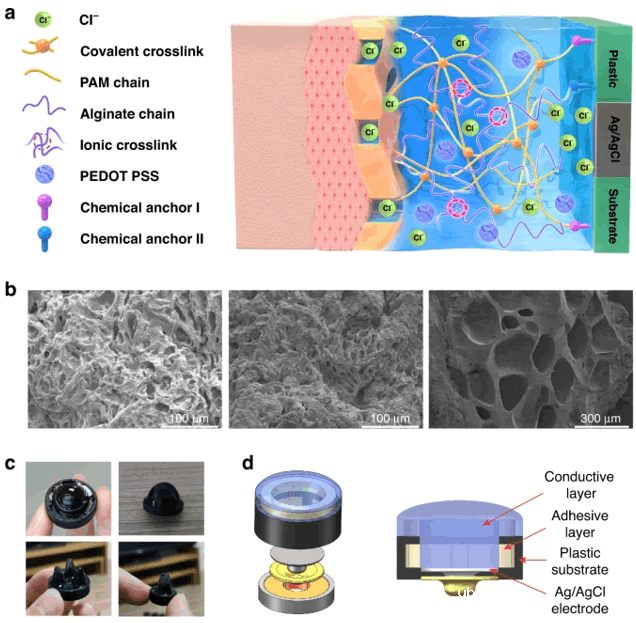 半干式双层水凝胶电极用于无创连续脑电图采集