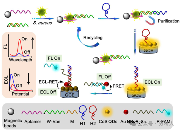 基于荧光和电致化学发光双模式的生物传感器，用于金黄色葡萄球菌的检测与灭活