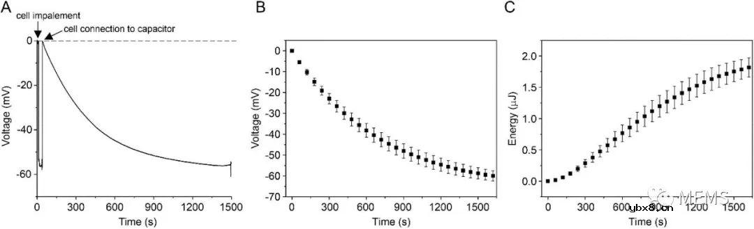 基于活细胞膜电位的自供电温度传感器实现远程温度监测