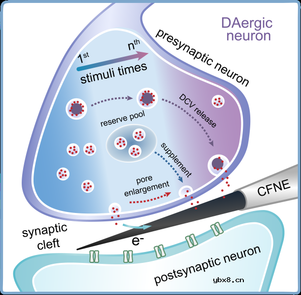 利用纳米电化学传感器，实现突触可塑性的实时原位监测