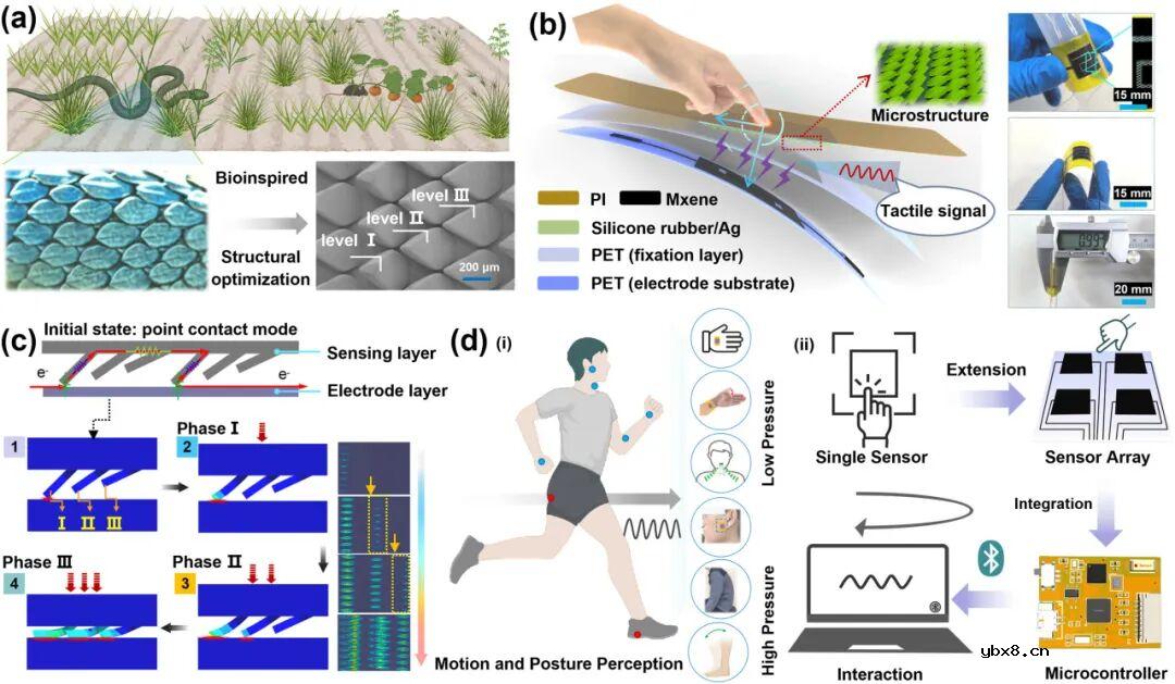 吉林大学，辽宁材料实验室：具有交叉梯度结构的仿生柔性压阻传感器，可实现高性能触觉感应