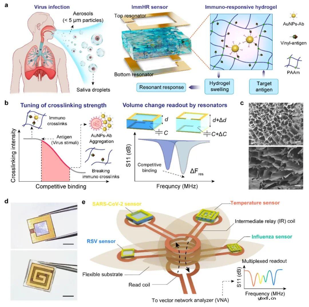 基于免疫应答水凝胶的调制谐振传感器,用于呼吸道病毒的快速检测 基于免疫应答水凝胶的调制谐振传感器,用于呼吸道病毒的快速检测