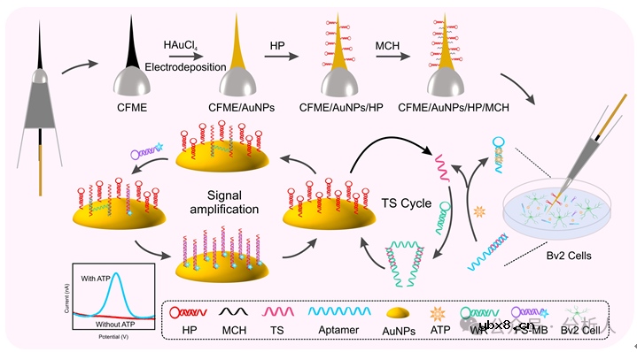 一种基于熵驱动双足DNA walker的微米电极电化学传感器