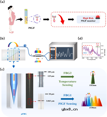 集成微流控芯片的μFBG生物传感器,用于子痫前期的即时诊断 集成微流控芯片的μFBG生物传感器,用于子痫前期的即时诊断