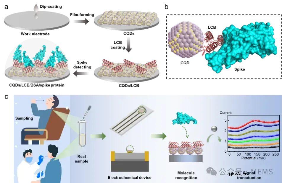 基于量子点的的小蛋白受体电化学生物传感器芯片研究