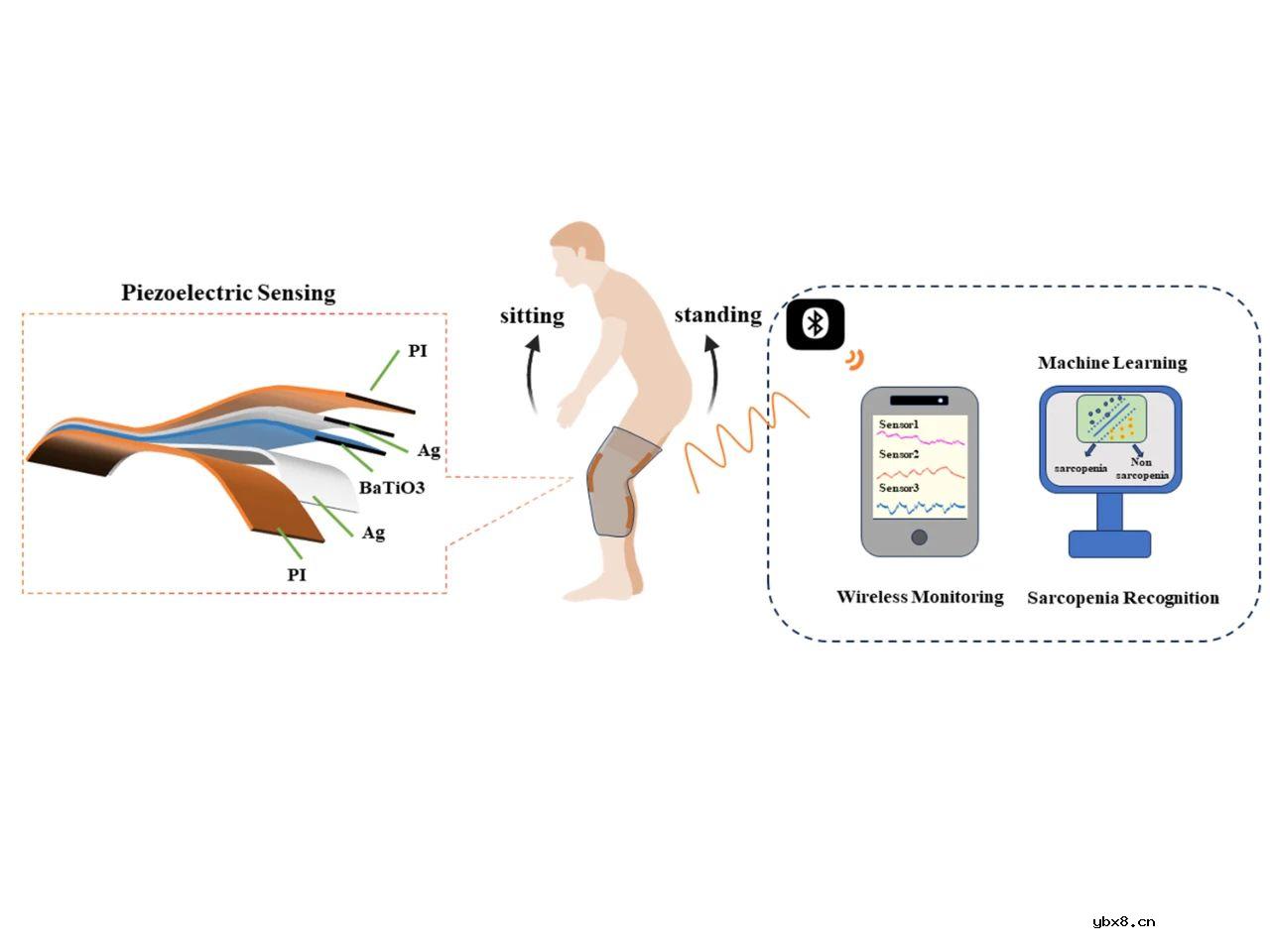 可穿戴压电传感器在肌少症筛查的应用