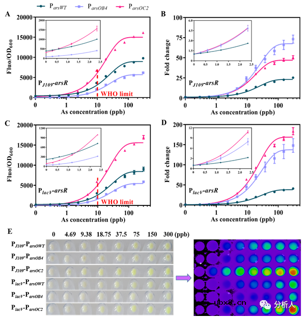 用于砷污染分析的高灵敏全细胞比色传感器开发