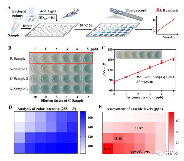 用于砷污染分析的高灵敏全细胞比色传感器开发
