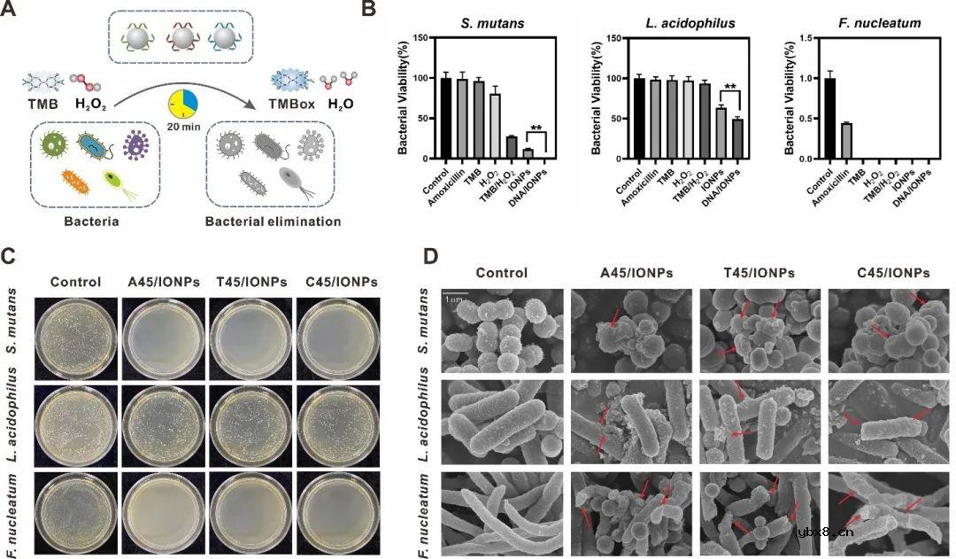 基于DNA编码纳米酶传感器阵列的电子舌，用于口腔细菌的识别与清除
