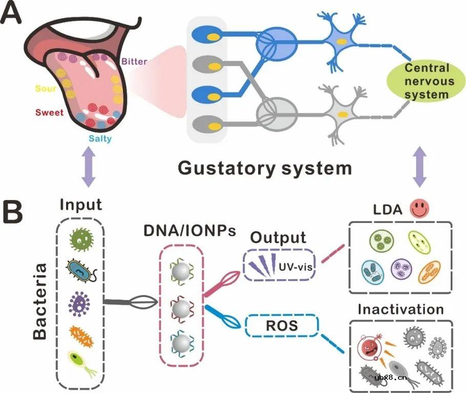 基于DNA编码纳米酶传感器阵列的电子舌，用于口腔细菌的识别与清除