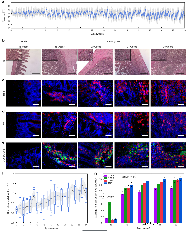 用于长期监测慢性肠道炎症的微型植入式温度传感器