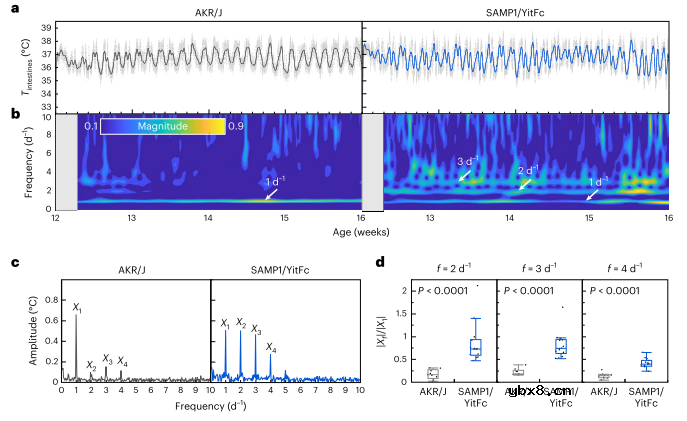 用于长期监测慢性肠道炎症的微型植入式温度传感器