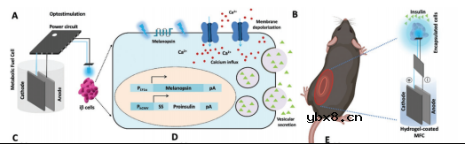 可植入血糖驱动代谢燃料电池用于血糖水平的持续监测和调控