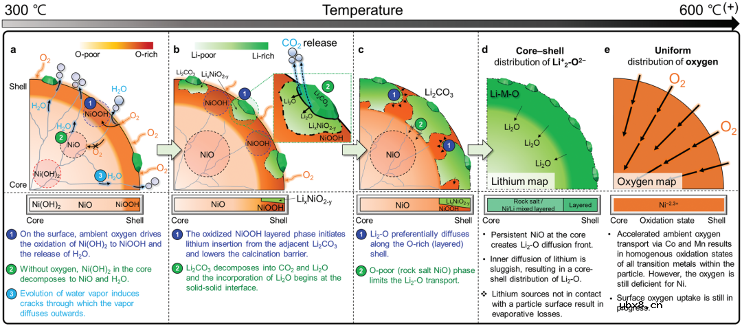 锂电正极煅烧过程中的固态反应异质性