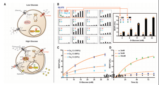可植入血糖驱动代谢燃料电池用于血糖水平的持续监测和调控