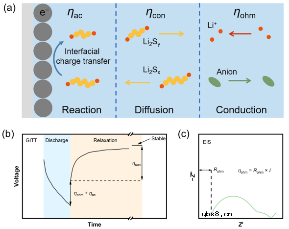 贫电解液锂-硫电池正极的动力学评估