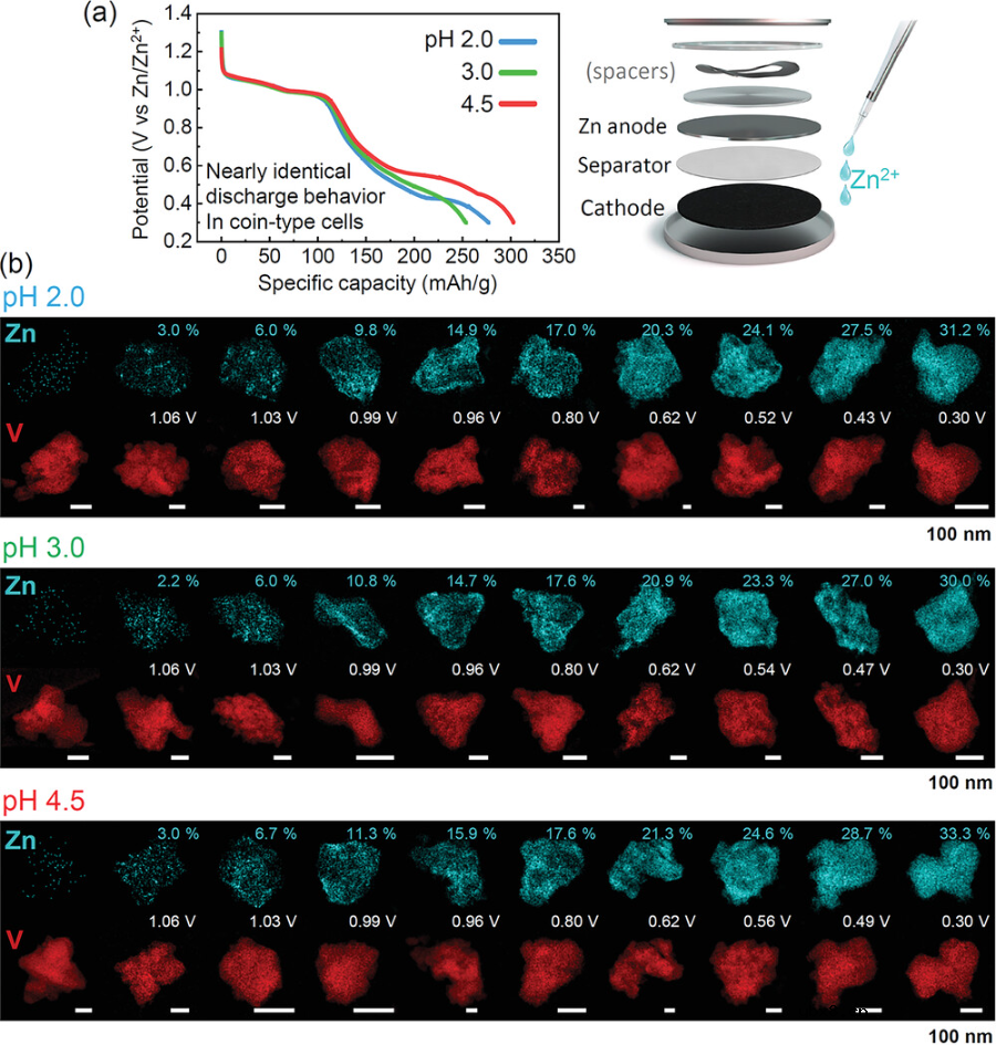 金属离子与质子:跟踪插入到水系电池阴极氧化物的电荷载流子