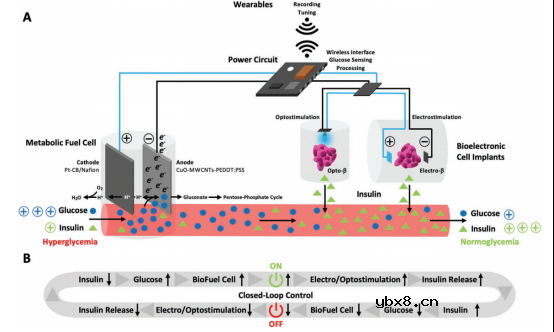 可植入血糖驱动代谢燃料电池用于血糖水平的持续监测和调控