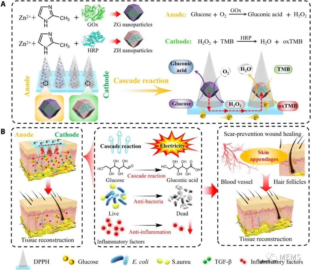 用于糖尿病创面的防疤痕愈合的自供电酶联微针贴片
