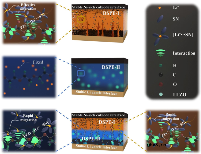 锂金属电池室温固态聚合物电解质的锂离子传导机制
