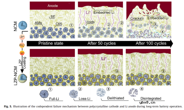 同步辐射CT技术揭示正负极串扰失效机理：不均匀的离子通量