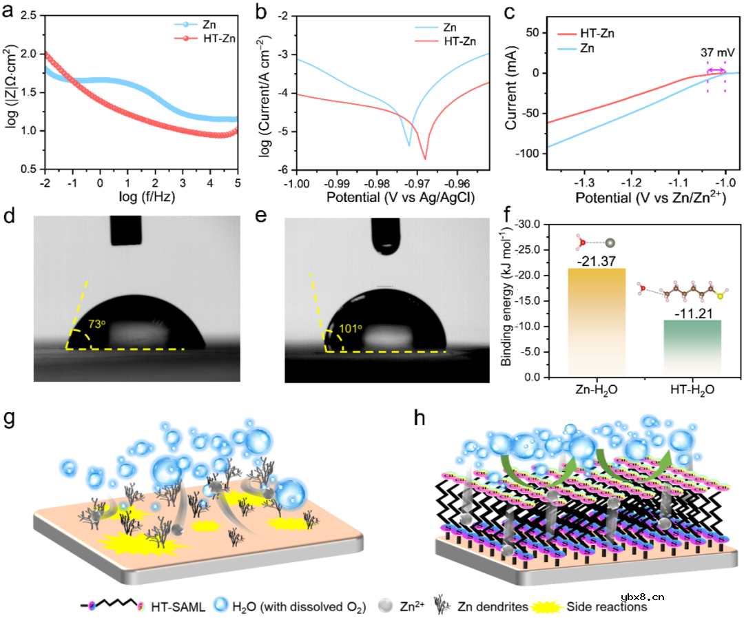 自组装硫醇分子层抑制枝晶和电极腐蚀助力稳定水系锌电池