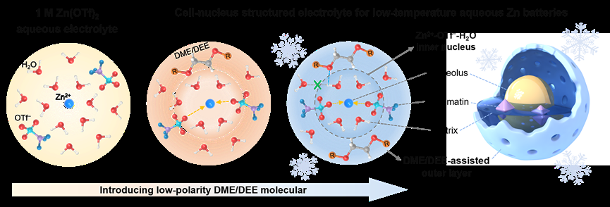 细胞核结构电解液助力低温水系锌电池