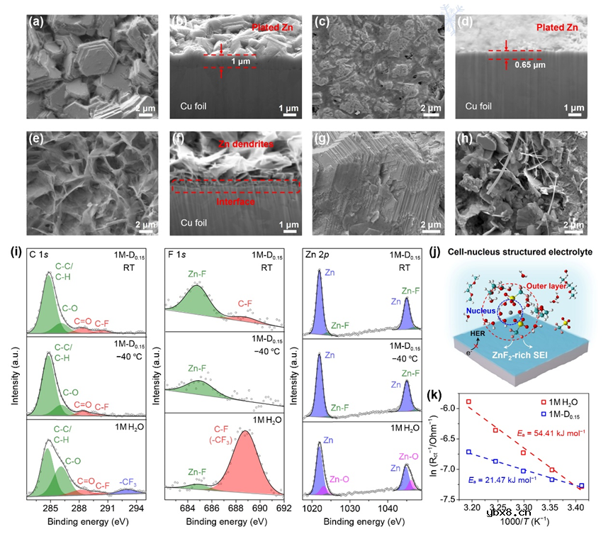 细胞核结构电解液助力低温水系锌电池