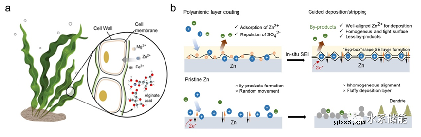 仿生设计助力高稳定性锌离子电池